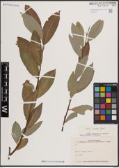 Foto von Salix excelsa S. G. Gmel.